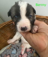 BENNY, Hund, Border Collie in Spanien - Bild 2