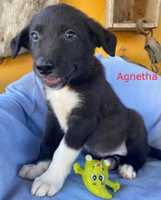 AGNETHA, Hund, Border Collie in Spanien - Bild 1