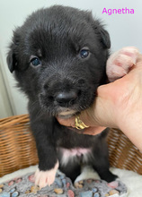 AGNETHA, Hund, Border Collie in Spanien - Bild 2