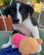 ANNI, Hund, Border Collie in Spanien - Bild 1