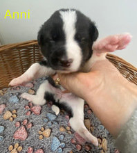 ANNI, Hund, Border Collie in Spanien - Bild 2