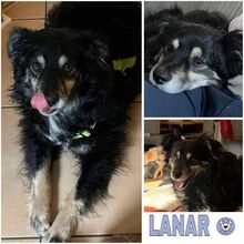 LANAR, Hund, Mischlingshund in Haan - Bild 1