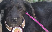BOOGIE, Hund, Mischlingshund in Bergen - Bild 1