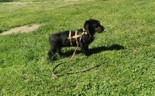 BOOGIE, Hund, Mischlingshund in Bergen - Bild 2