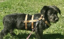 BOOGIE, Hund, Mischlingshund in Bergen - Bild 3