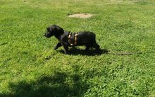 BOOGIE, Hund, Mischlingshund in Bergen - Bild 4