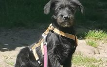 BOOGIE, Hund, Mischlingshund in Bergen - Bild 5