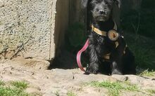 BOOGIE, Hund, Mischlingshund in Bergen - Bild 6