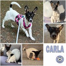 CARLA, Hund, Mischlingshund in Tönisvorst - Bild 1