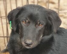 MARIA, Hund, Mischlingshund in Rumänien - Bild 1