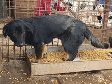 MARIA, Hund, Mischlingshund in Rumänien - Bild 3