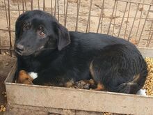 MARIA, Hund, Mischlingshund in Rumänien - Bild 4