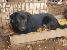 MARIA, Hund, Mischlingshund in Rumänien - Bild 5