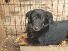 MARIA, Hund, Mischlingshund in Rumänien - Bild 6