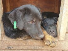 MARIA, Hund, Mischlingshund in Rumänien - Bild 7
