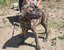 FLAC, Hund, Irish Wolfhound-Mix in Italien - Bild 2