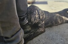 FLAC, Hund, Irish Wolfhound-Mix in Italien - Bild 4