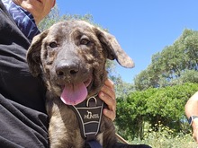 FLAC, Hund, Irish Wolfhound-Mix in Italien - Bild 6