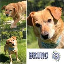 BRUNO, Hund, Mischlingshund in Ahlefeld-Bistensee - Bild 1