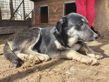 INKY, Hund, Mischlingshund in Rumänien - Bild 4