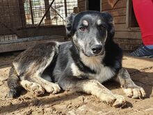 INKY, Hund, Mischlingshund in Rumänien - Bild 5