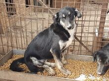 INKY, Hund, Mischlingshund in Rumänien - Bild 6