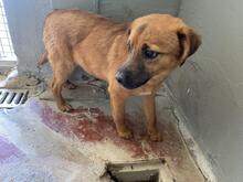FORTINBRAS, Hund, Mischlingshund in Italien - Bild 10