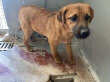 FORTINBRAS, Hund, Mischlingshund in Italien - Bild 11