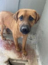 FORTINBRAS, Hund, Mischlingshund in Italien - Bild 12