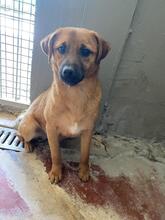 FORTINBRAS, Hund, Mischlingshund in Italien - Bild 14