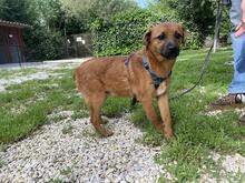FORTINBRAS, Hund, Mischlingshund in Italien - Bild 15