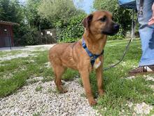 FORTINBRAS, Hund, Mischlingshund in Italien - Bild 17