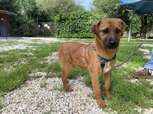 FORTINBRAS, Hund, Mischlingshund in Italien - Bild 18