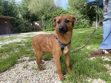 FORTINBRAS, Hund, Mischlingshund in Italien - Bild 2