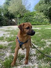 FORTINBRAS, Hund, Mischlingshund in Italien - Bild 6