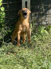 FORTINBRAS, Hund, Mischlingshund in Italien - Bild 7