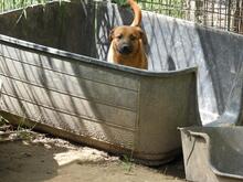 FORTINBRAS, Hund, Mischlingshund in Italien - Bild 8