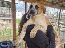 MIRCO, Hund, Mischlingshund in Rumänien - Bild 3