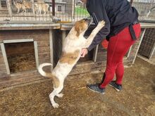MIRCO, Hund, Mischlingshund in Rumänien - Bild 4