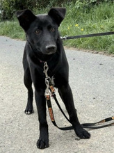 ROMINA, Hund, Mischlingshund in Edertal - Bild 1