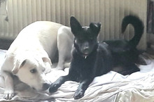 ROMINA, Hund, Mischlingshund in Edertal - Bild 2