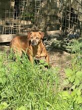 FRANCIA, Hund, Mischlingshund in Italien - Bild 2