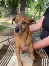 FRANCIA, Hund, Mischlingshund in Italien - Bild 3