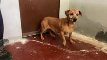 FRANCIA, Hund, Mischlingshund in Italien - Bild 4