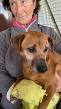 FRANCIA, Hund, Mischlingshund in Italien - Bild 5