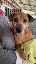 FRANCIA, Hund, Mischlingshund in Italien - Bild 6