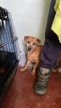 FRANCIA, Hund, Mischlingshund in Italien - Bild 7