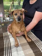 FRANCIA, Hund, Mischlingshund in Italien - Bild 8