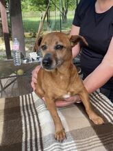 FRANCIA, Hund, Mischlingshund in Italien - Bild 9