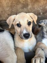 LUKE, Hund, Mischlingshund in Rumänien - Bild 1
